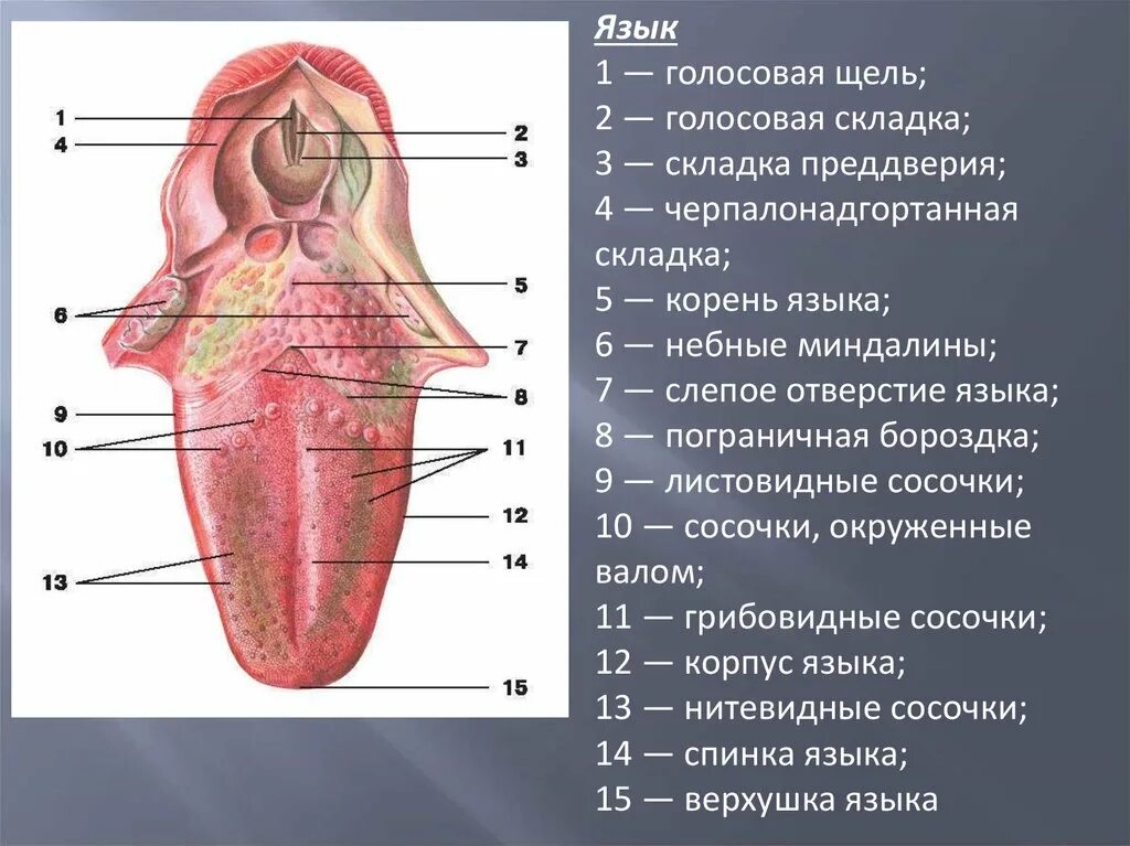 Вокальные языки