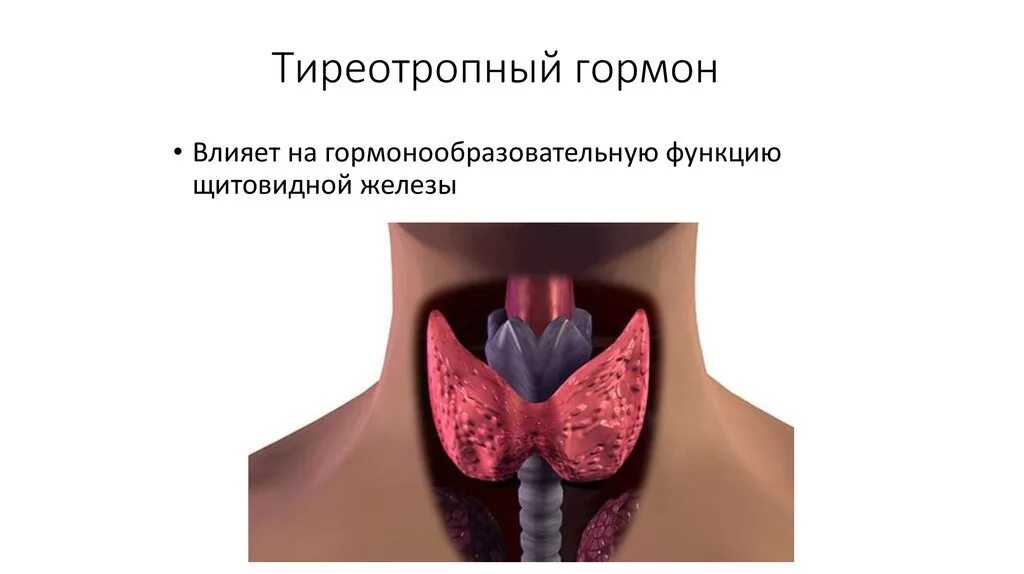 Повышена функция щитовидной. Тиреотропин железа. Тиреотропный гормон. ТТГ.
