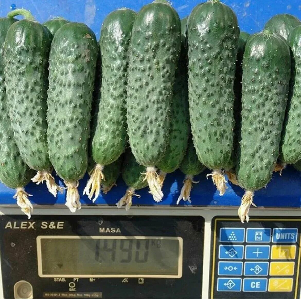 св 4097. гибрид огурца св 4097. св 4097. огурец св 4097 цв f1. огурец св 4097 f1.