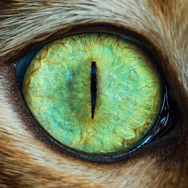 Радужка кошки. Зрачок кошки. Глаза кошки. Кошачий глаз. Радужка кошачьего глаза.