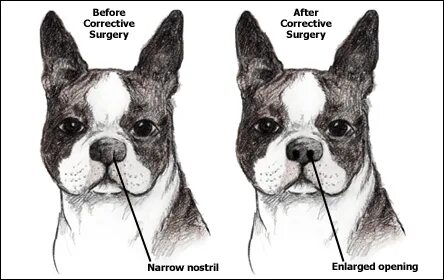 Стеноз у собак. Пластика ноздрей французский бульдог. Пластика носа у французского бульдога. Ринопластика французскому бульдогу.