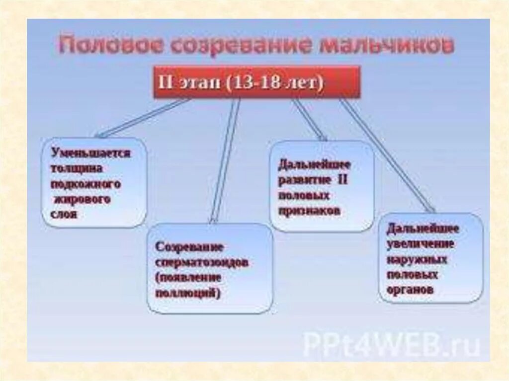 Половое созревание у мальчиков. Мальчик 13 лет половое созревание. Этапы полового созревания мальчиков. Половое развитие мальчика в 13 лет.