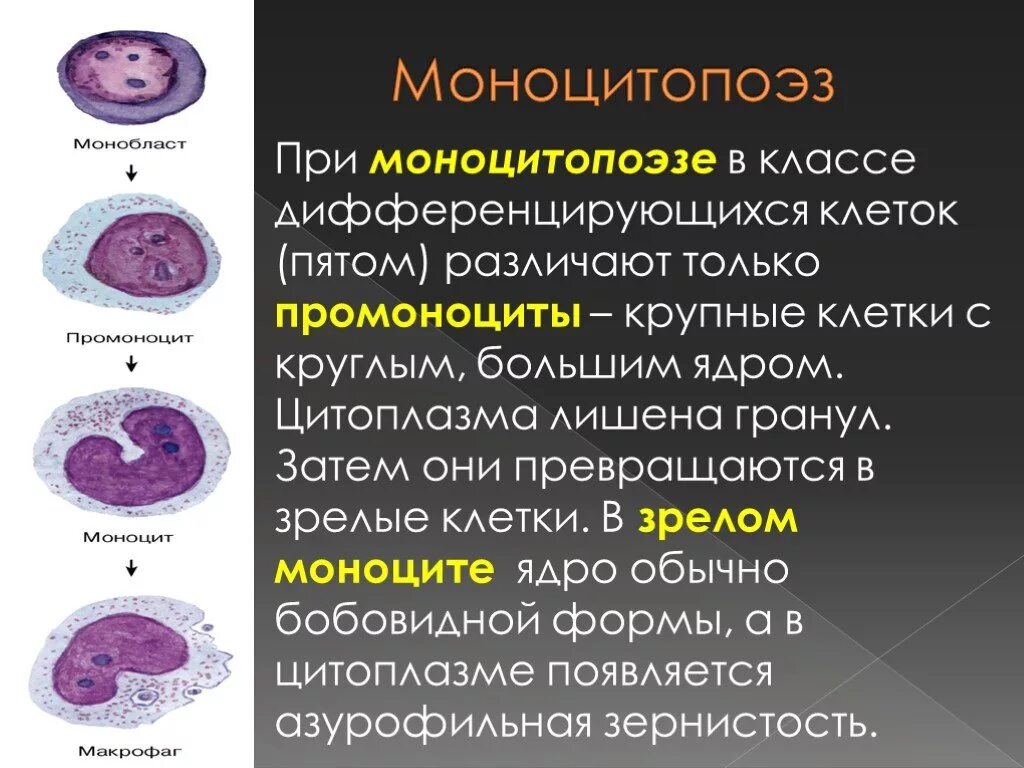 Зрелость клеток. Гранулоцитопоэз и моноцитопоэз. Моноцитарный дифферон. Стадии развития моноцитов. Схема моноцитопоэза.