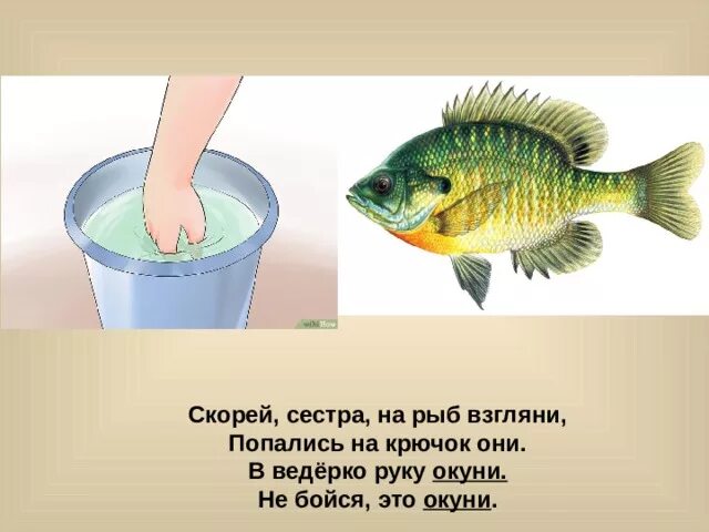 Скорей сестра. Окуни руку в ведро. Скорей сестра на рыб взгляни попались. В ведерко руку окуни. В ведерко руку окуни не бойся это окуни.