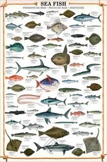 Рыбы карского моря
