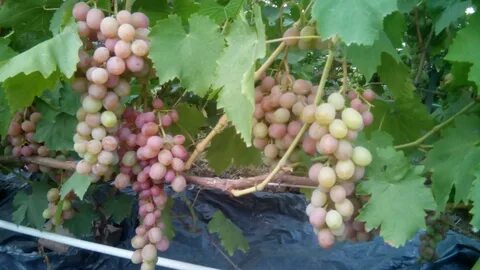 Виноград хамелеон отзывы