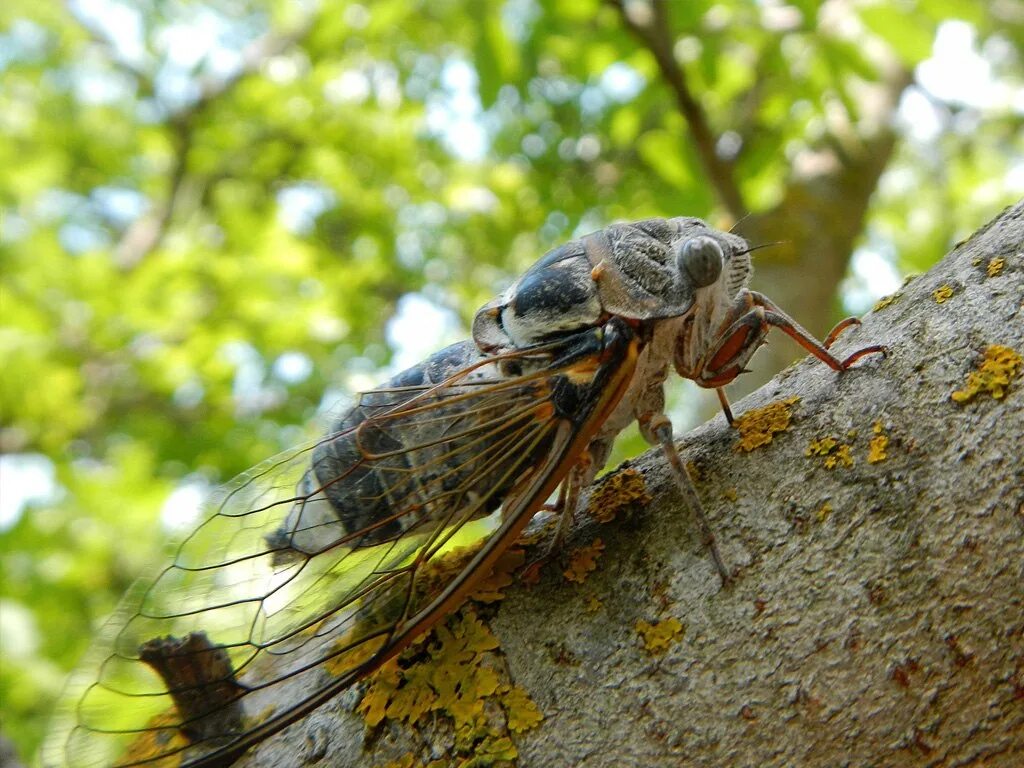 Macro Insect Jumper free image download