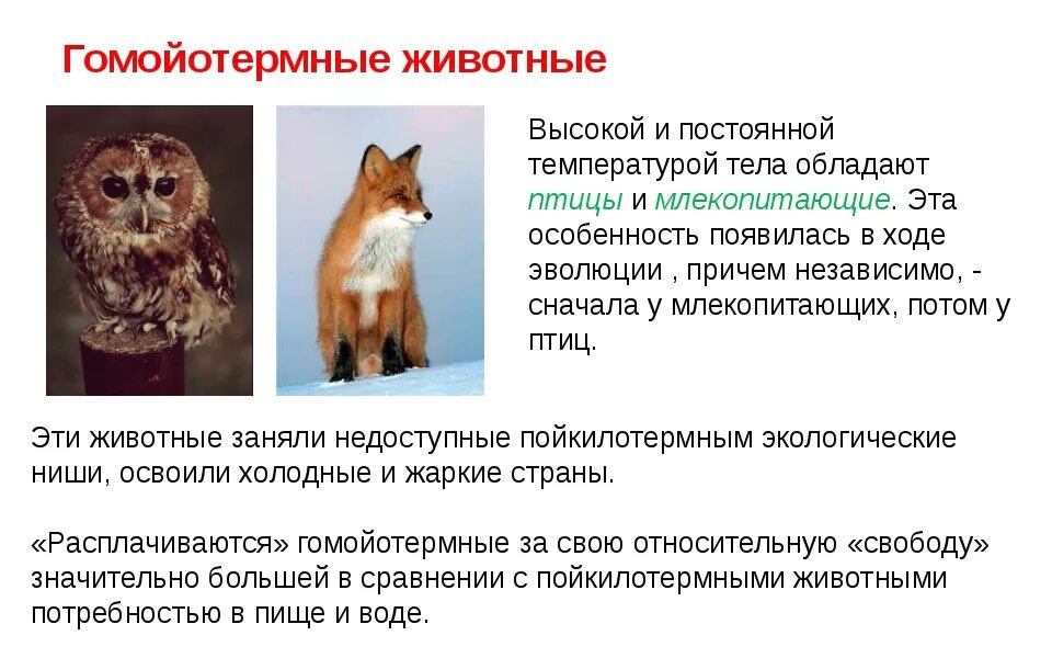 Выберите животных не имеющих постоянной температуры тела. Теплокровные животные примеры. гомойотермные организмы примеры. адаптации теплокровных животных. гомойотермия животных примеры.