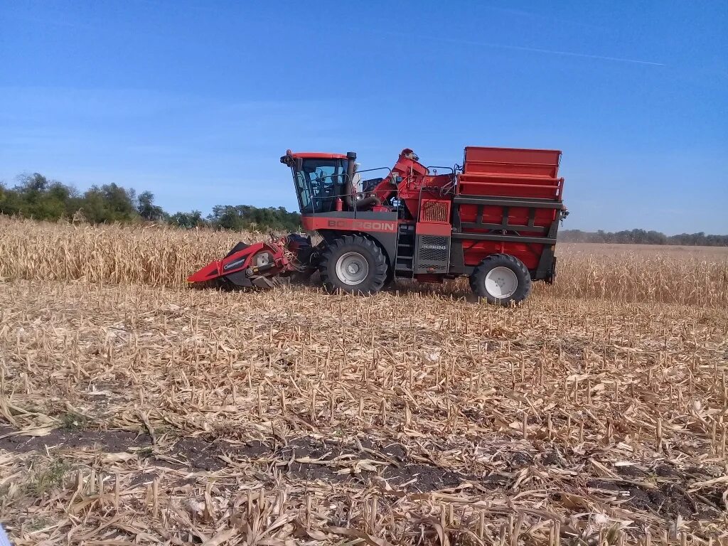 Уборка кукурузы 2021. Спк авангард тульская область. Трактор сеет пшеницу. Ход полевых работ. О ходе весенне-полевых работ.