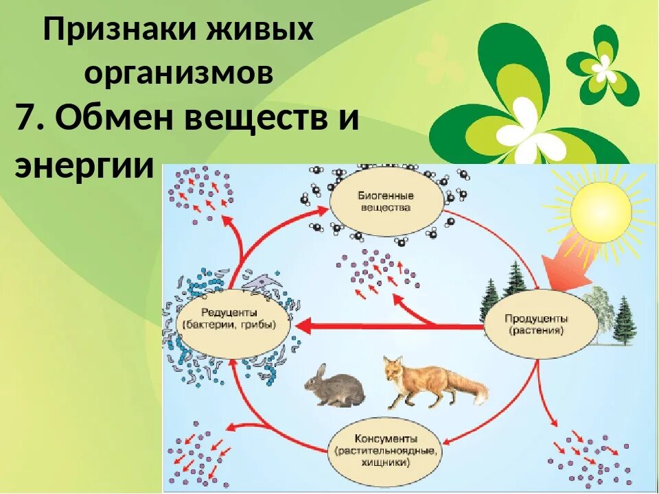 Источником энергии для жизни организмов является. Обмен веществ живых организмов. Составьте схему компоненты экосистемы. Схема обмена веществ живых организмов. Компоненты экосистемы презентация.