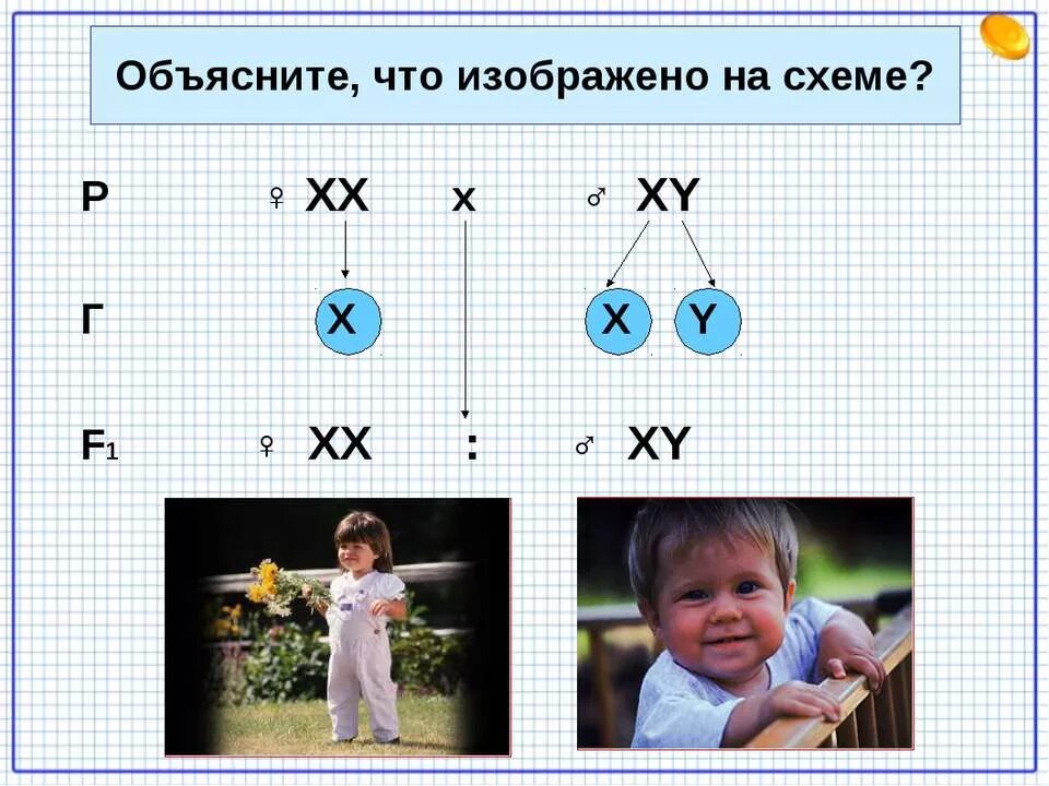 Наследование половых хромосом. Генетика пола. Генетика пола 9 класс. Генетика пола 9 класс. Наследование признаков, сцепленных с полом.