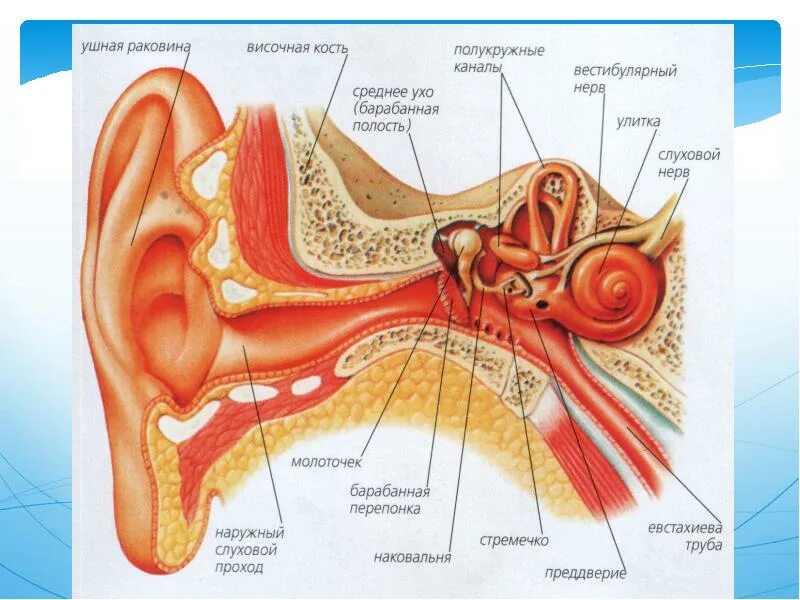 Строение уха человека описание. Слуховой анализатор строение уха. Строение уха наружное среднее внутреннее. Строение ухо и вестибулярный аппарат. Строение уха и вестибулярного.