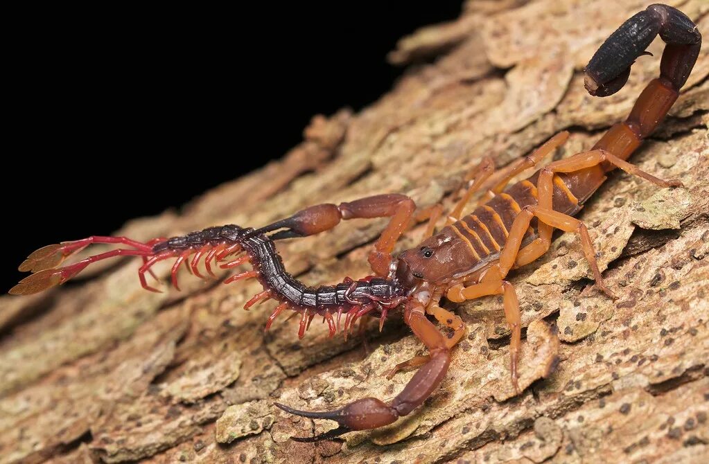 Сколопендра калифорния. Скорпион сколопендра. Сороконожка двухвостка. Сколопендра vs скорпион. Сольпуга паук против скорпиона.