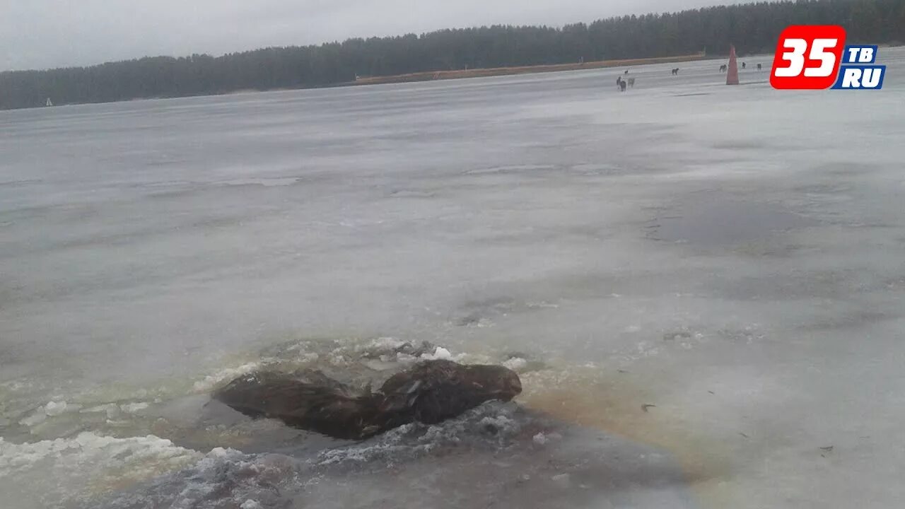 Рыбинское водохранилище зимняя рыбалка. Температура в рыбинском водохранилище сегодня. Легково деревня мыс река волга. Брейтово рыбинское водохранилище. Температура в рыбинском водохранилище сегодня.