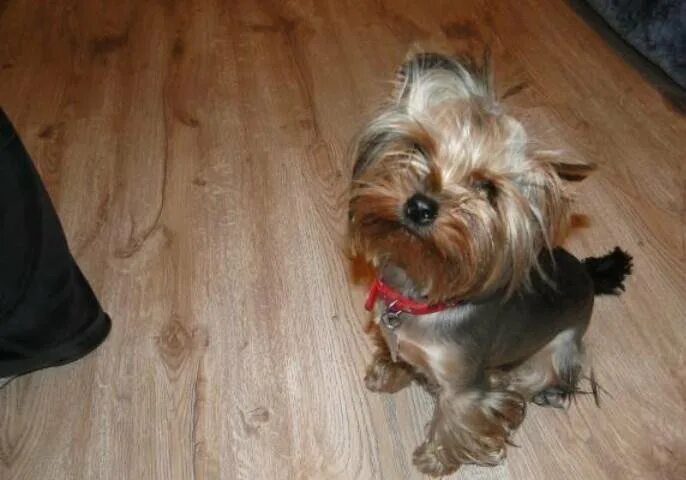 терьер йоркширский малошерстный. йоркшир терьер мини. йоркширский терьер беби фейс. щенок йорка 8 месяцев. йоркширский терьер кудрявый.