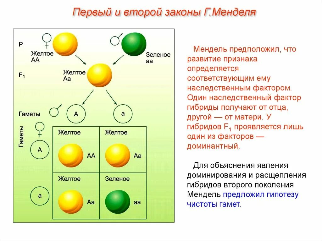 Таблица скрещивание гороха. 2. Второй закон г. Менделя.. 1 И 2 законы г. Менделя. Схема скрещивания 1 закон Менделя. Схема скрещивания 2 закона Менделя.