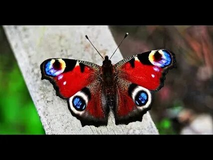 Қызғылт бөкселер