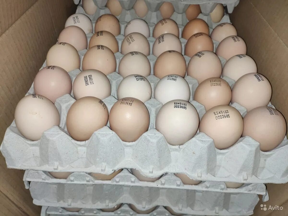 Авито яйцо бройлера. Инкубационное яйцо бройлера Кобб 500. Инкубационное яйцо Кобб 500. Кобб 500 инкубационное яйцо цыплята. Инкубация бройлеров Кобб 500.