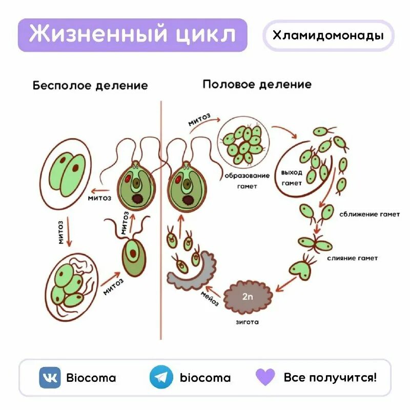 цикл развития хламидомонады егэ.