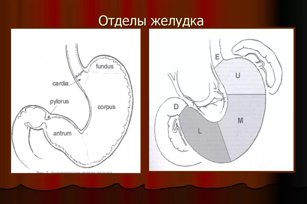 Антральная часть желудка. Антральный и пилорический отделы желудка. Желудок отделы желудка. Отделы желудка анатомия. Отделы однокамерного желудка.