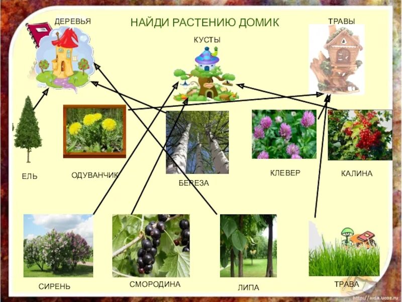 Какие бывают растения окружающий мир 2 класс. Деревья кустарники травы 2 класс. Игра кустарники деревья травы. Растения 2 класс окружающий мир. Окружающий мир дерево кустарник травянистое растение.