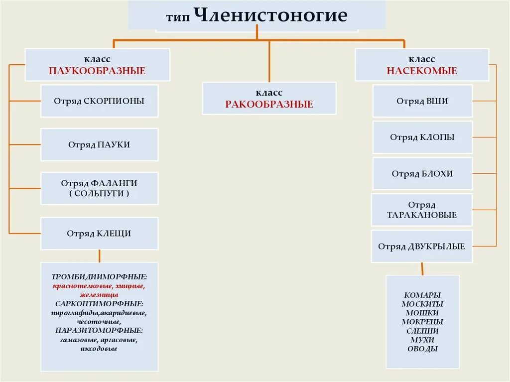 Классификация типа членистоногие. Систематика членистоногих 7 класс. Систематика членистоногих схема. Классификация членистоногих 7 класс. Схема классификации типа Членистоногие.