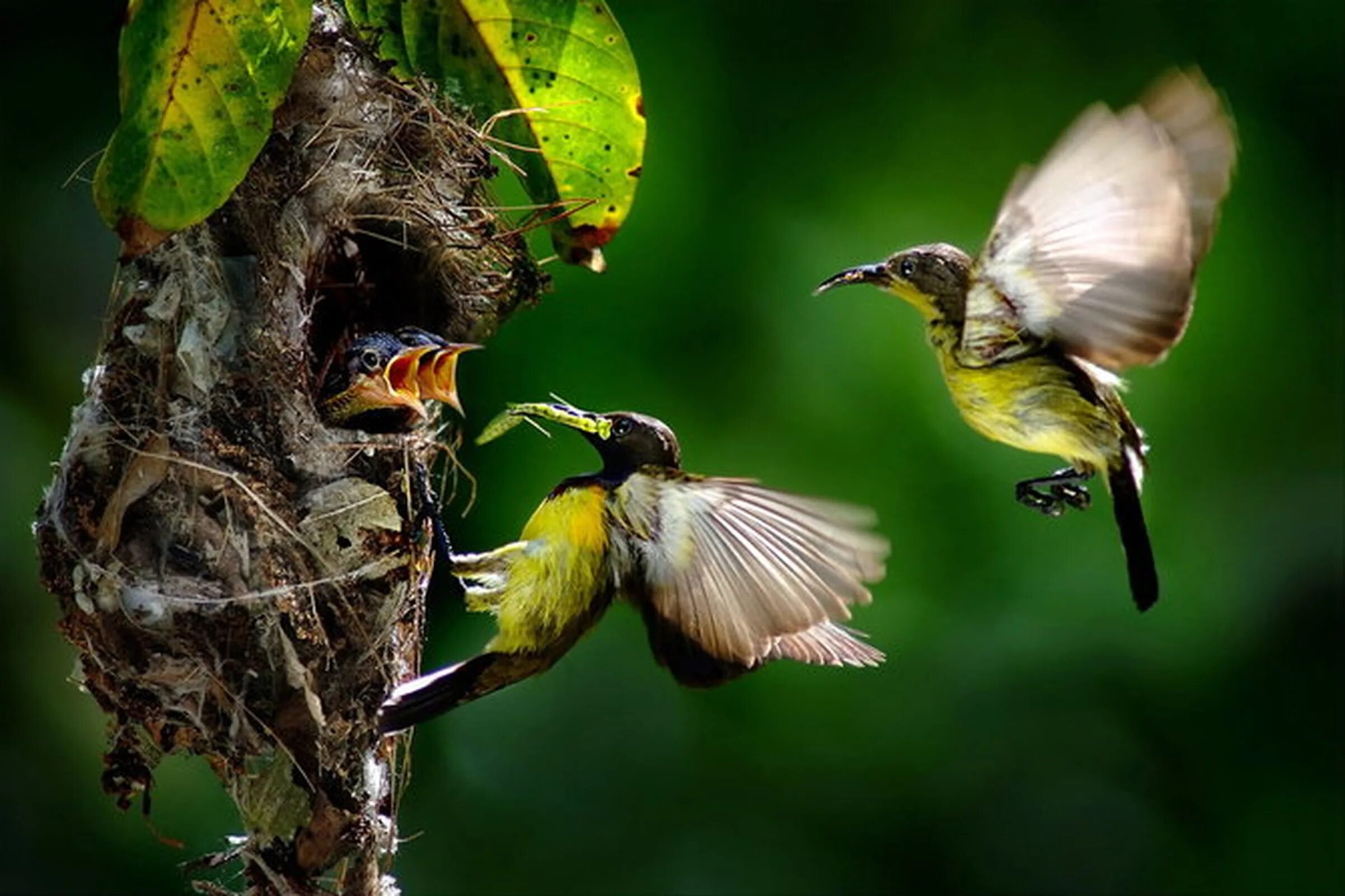 Раз два птицы. Природа птицы. Живая природа птицы. Мир природы. Птицы. Красивая природа с птичками.