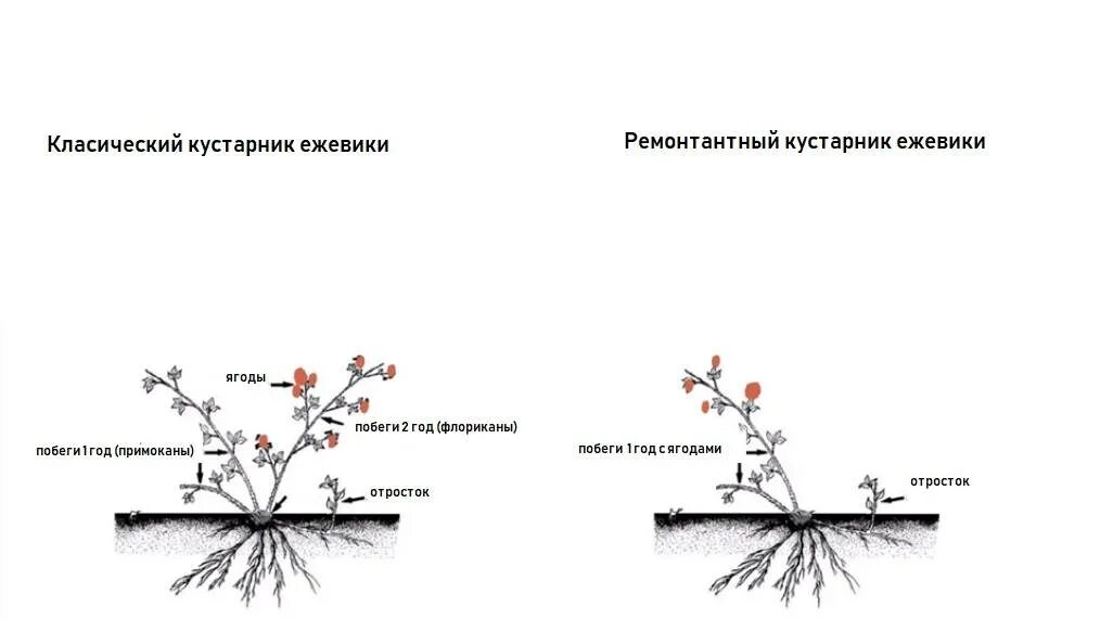Как правильно посадить ежевику весной