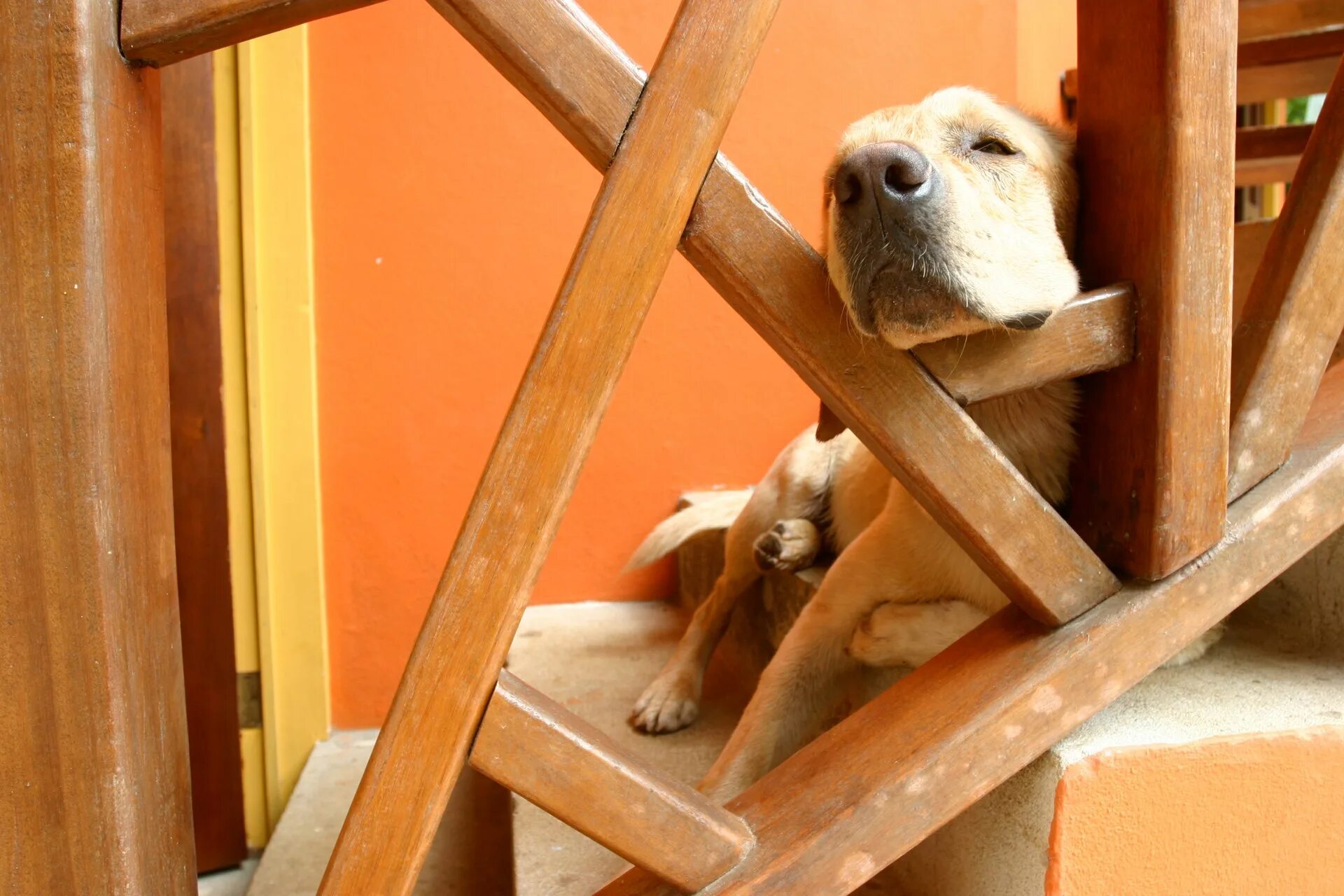 Собаками лаются за забором. Животным снятся сны. Человек и собака в постели. Защищать от собаки во сне. Защищать от собаки во сне.