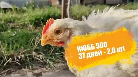 Кобб 500 испания