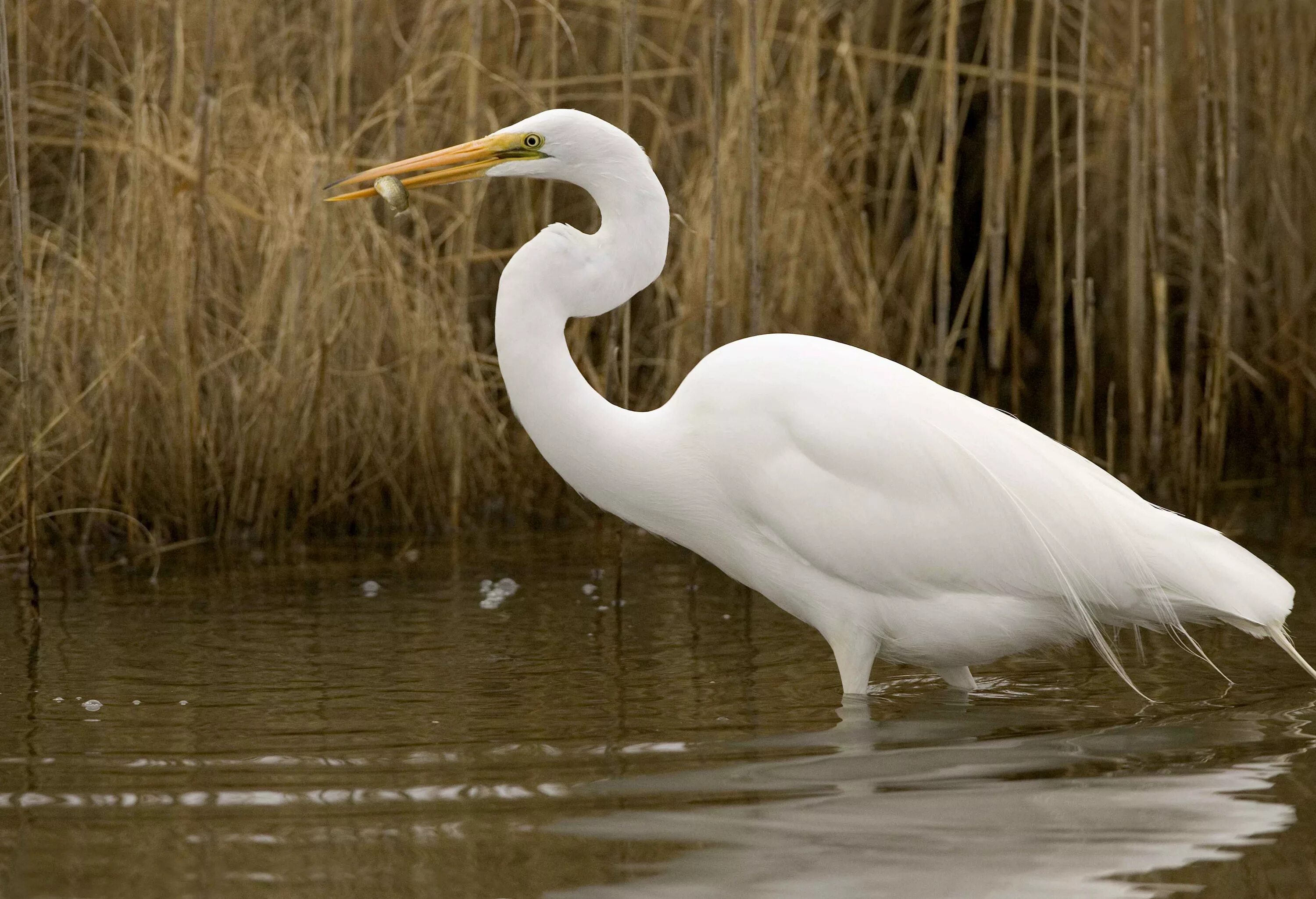 Огромные белые птицы. Большая белая цапля (Ardea Alba). Большая белая цапля (Egretta Alba). Большая белая цапля (лат. Ardea Alba). Белая хохлатая цапля.