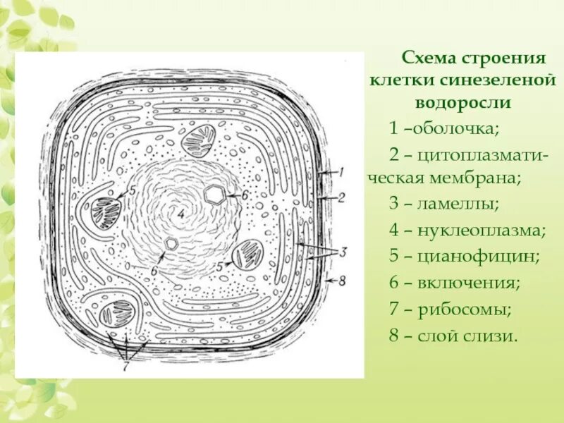 Схема строения клетки сине зеленой водоросли. Строение клетки сине зеленой водоросли. Клетка цианобактерии. Ламинария строение клетки.