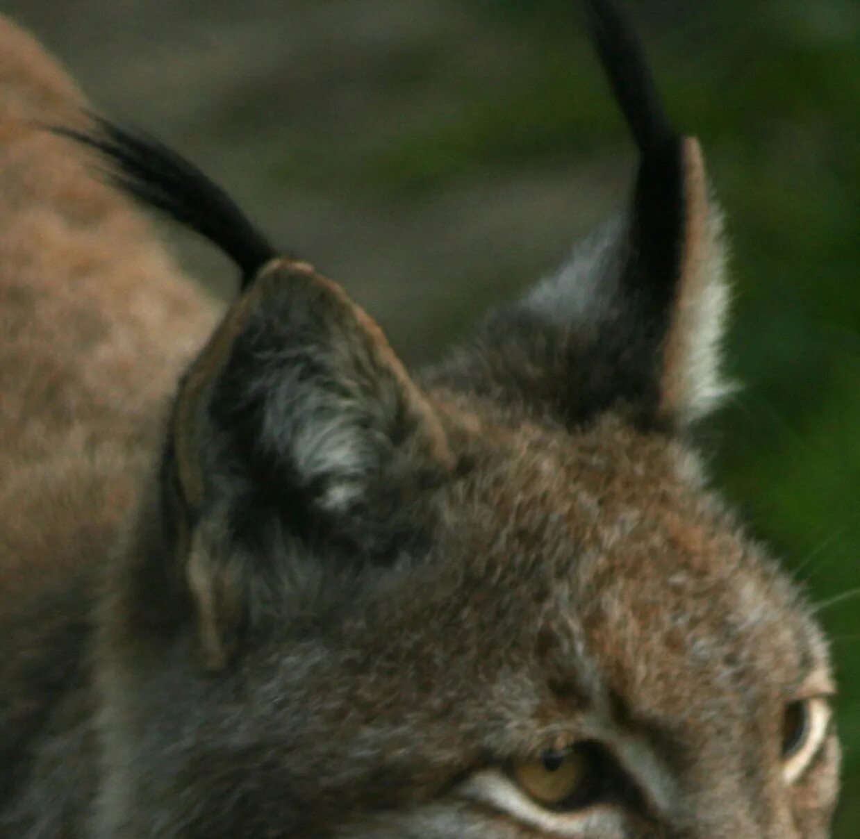 Хорошо украшенные слышать уши рысьи кисточками. Уши рыси. Red Lynx Ears.