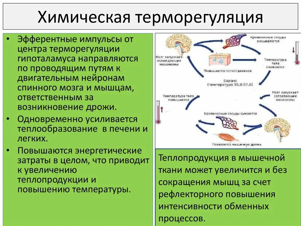 Где располагаются центры терморегуляции. Терморегуляция физиология. Процесс терморегуляции организма. Терморегуляция схема. Механизмы терморегуляции физиология.