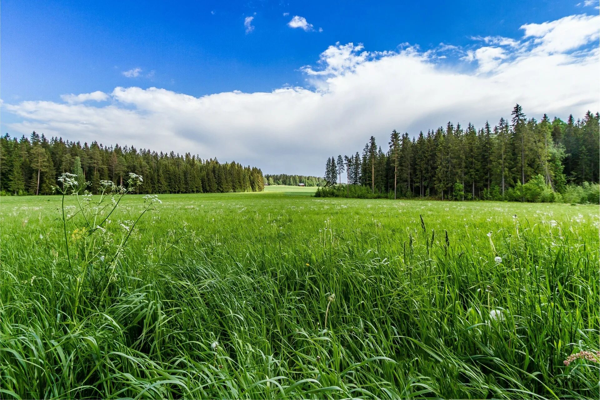 Природные условия луга. Участок Фореста Лесная Поляна. Поле лес. Леса Луга. Трава в лесу.