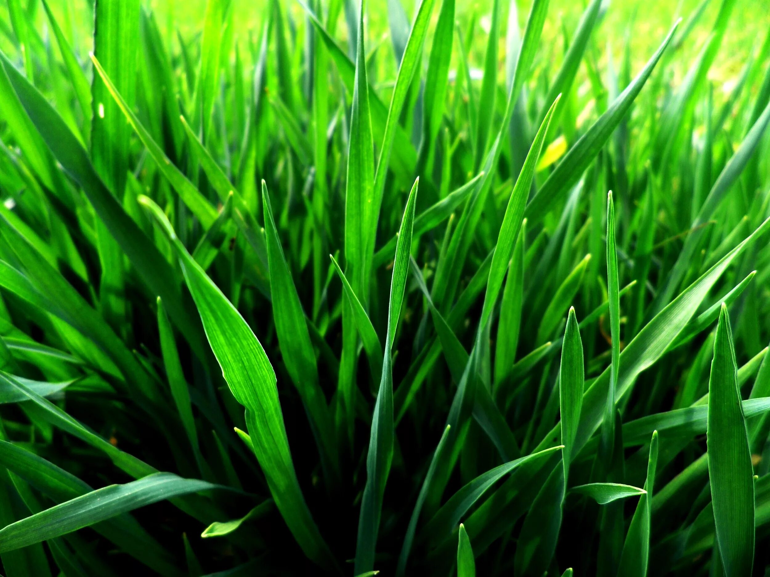 Трава в полный рост. Трава. Растения трава. Красивая зелень. Зелень трава.