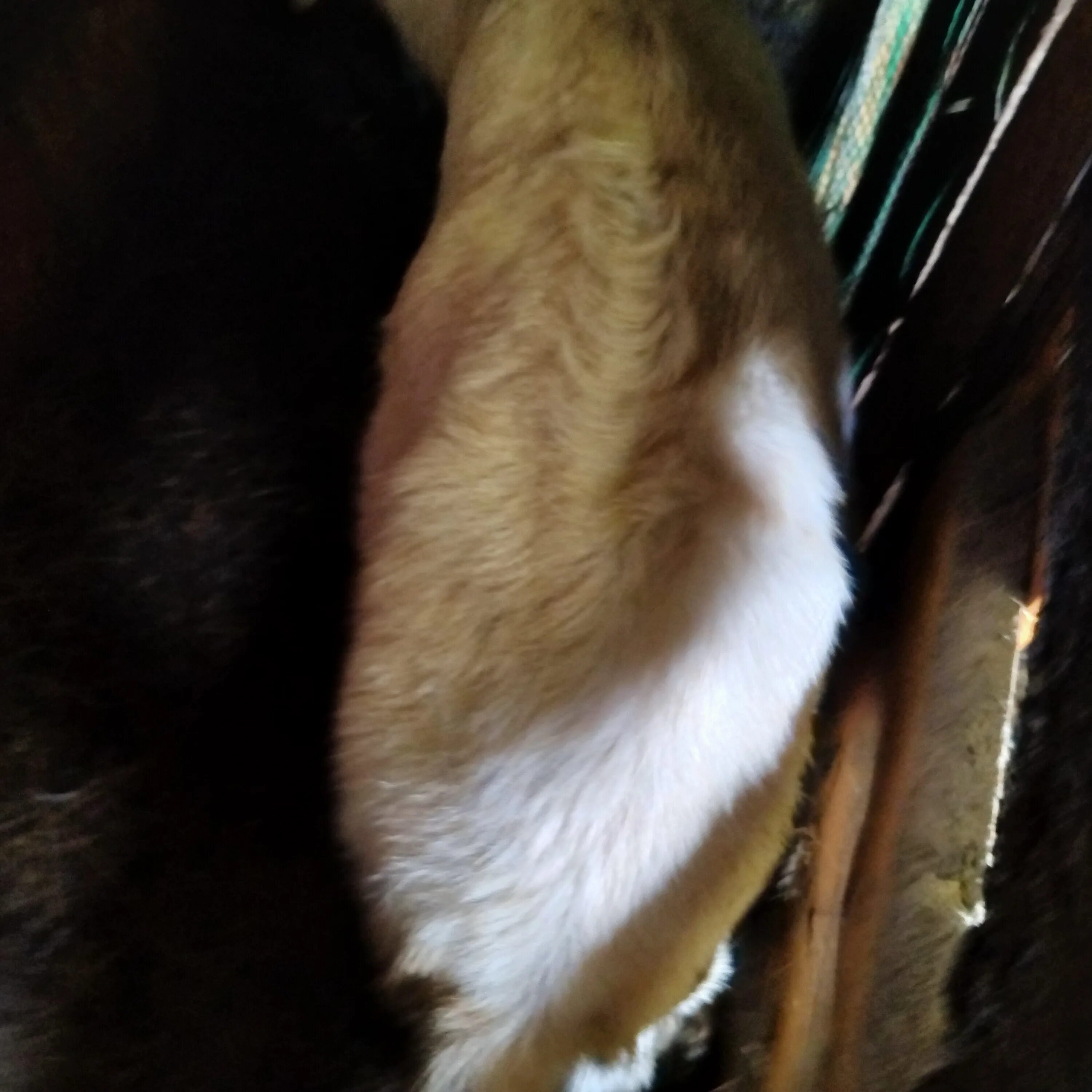 Треугольник беременной козы. Фото петли беременной козы по месяцам. Как определить беременность козы.
