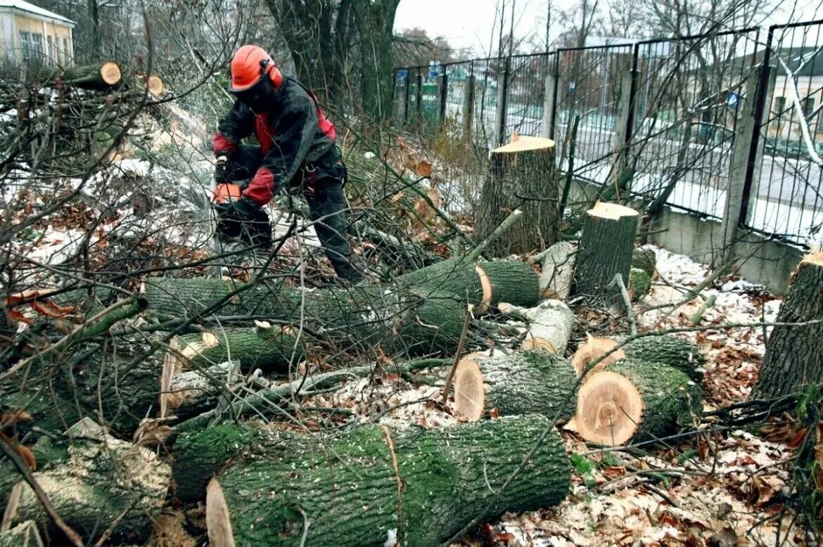 Вырубка деревьев в москве. Спиливание деревьев. рубка аварийных деревьев. спиленные деревья в городе. спил деревьев в городе.