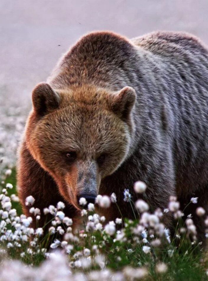 Медведь весной картинки. Медведь весной. Всеядные животные. Животные весной. Медведь в лесу.