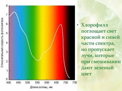 Фиксация хлорофиллом солнечной энергии уровень