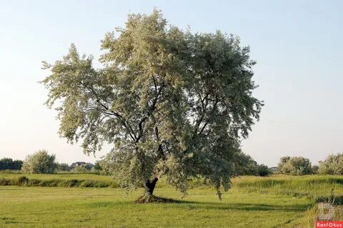 Широко раскидистый