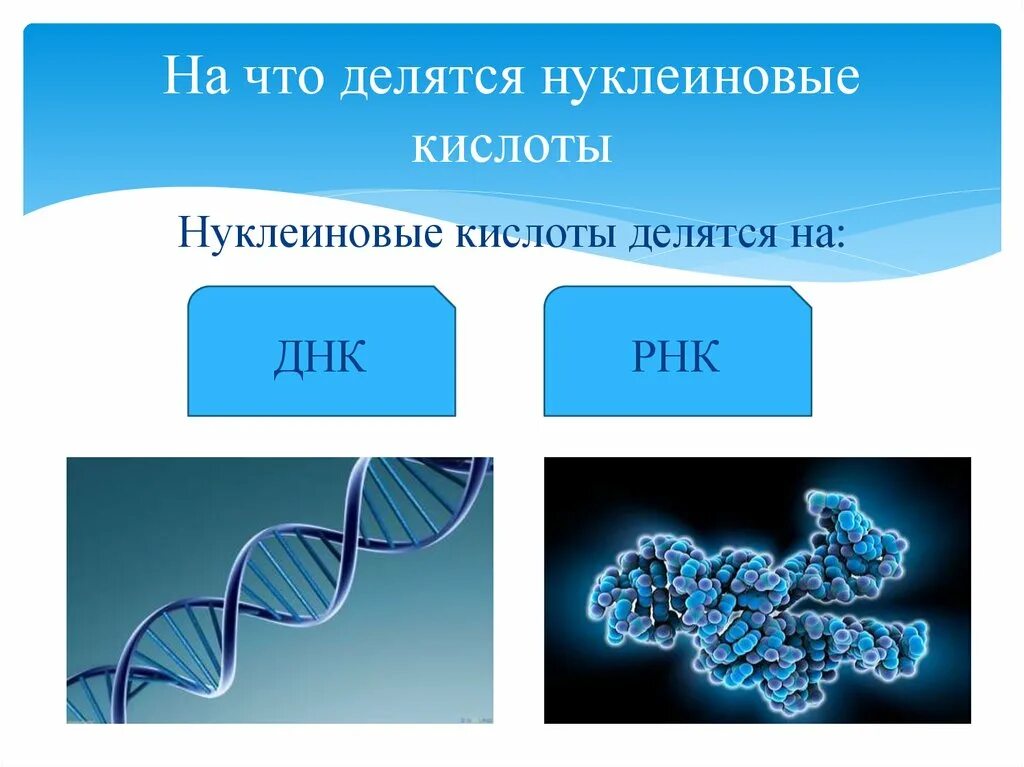 Нуклеиновые кислоты. Нуклеиновые кислоты делятся на. Схема строения нуклеиновых кислот. Нуклеиновые кислоты под микроскопом.