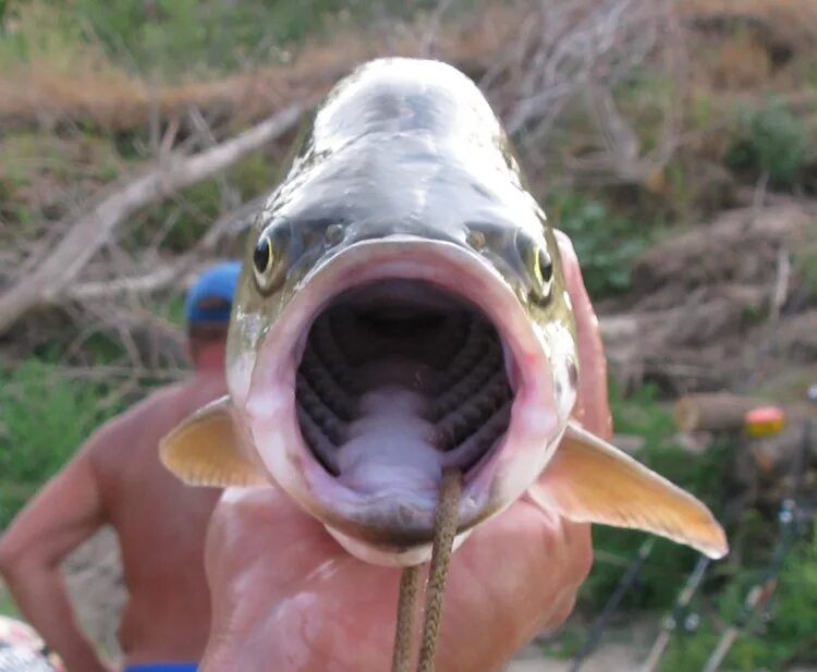 Рыба с открытым ртом. Окунь с открытым ртом. Карась с открытым ртом. Рыба открыла рот.
