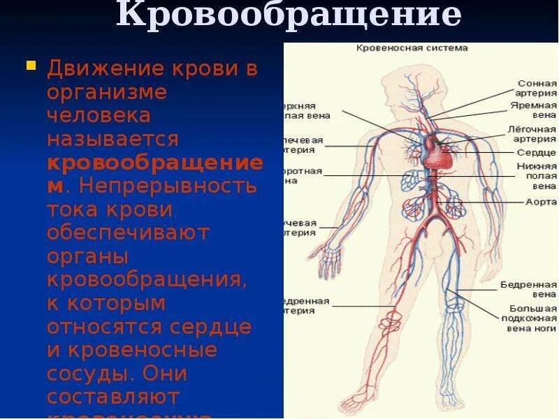 Кровеносная система человека. Кровеносная система человека схема. Строение кровеносной системы. Органы кровообращения сосуды. Система кровообращения человека состоит