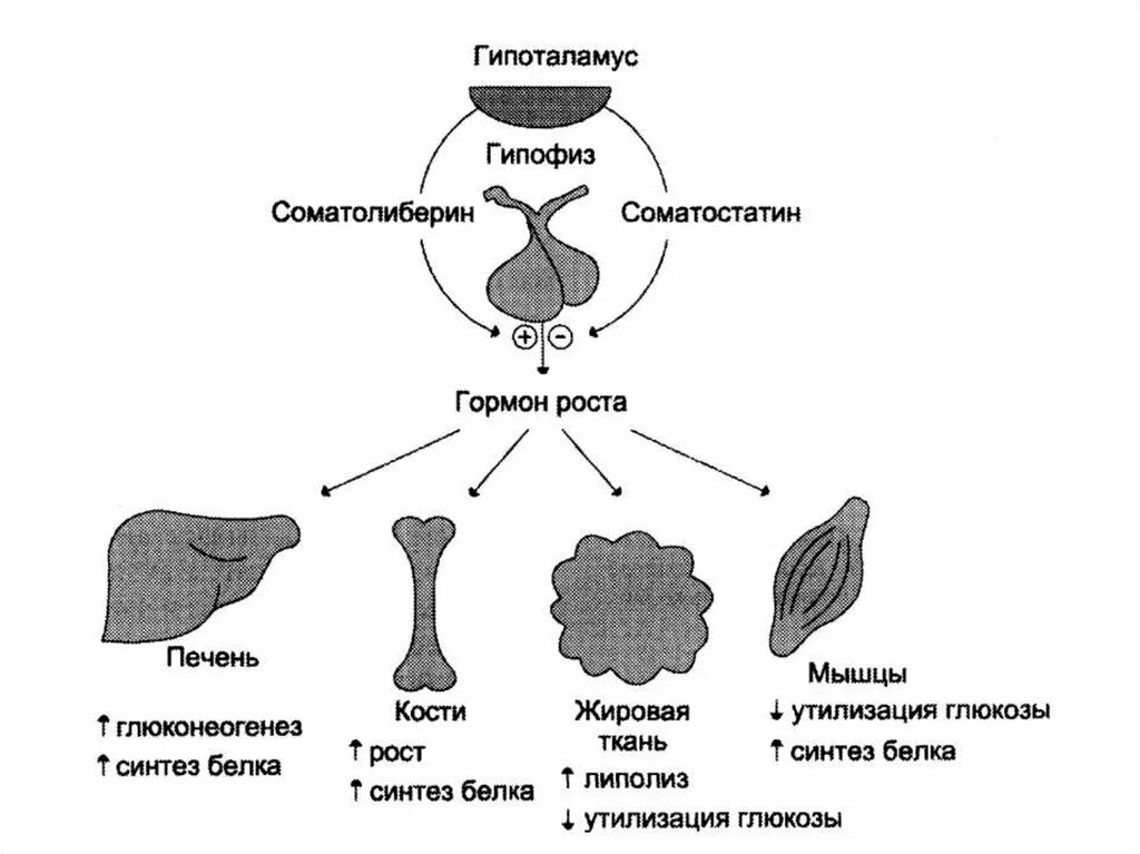 Гипофиз роста. Схема действия соматотропного гормона. Соматотропный гормон Синтез схема. Соматотропный гормон строение. Регуляция секреции гормона роста.