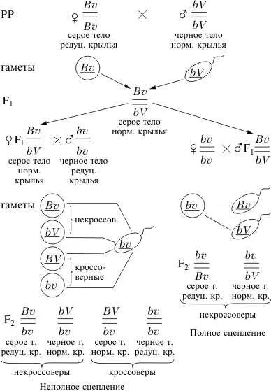 Полное и неполное сцепление кроссинговер. Неполное сцепление генов схема. Полное сцепление генов схема. Полное и неполное сцепление гамет.