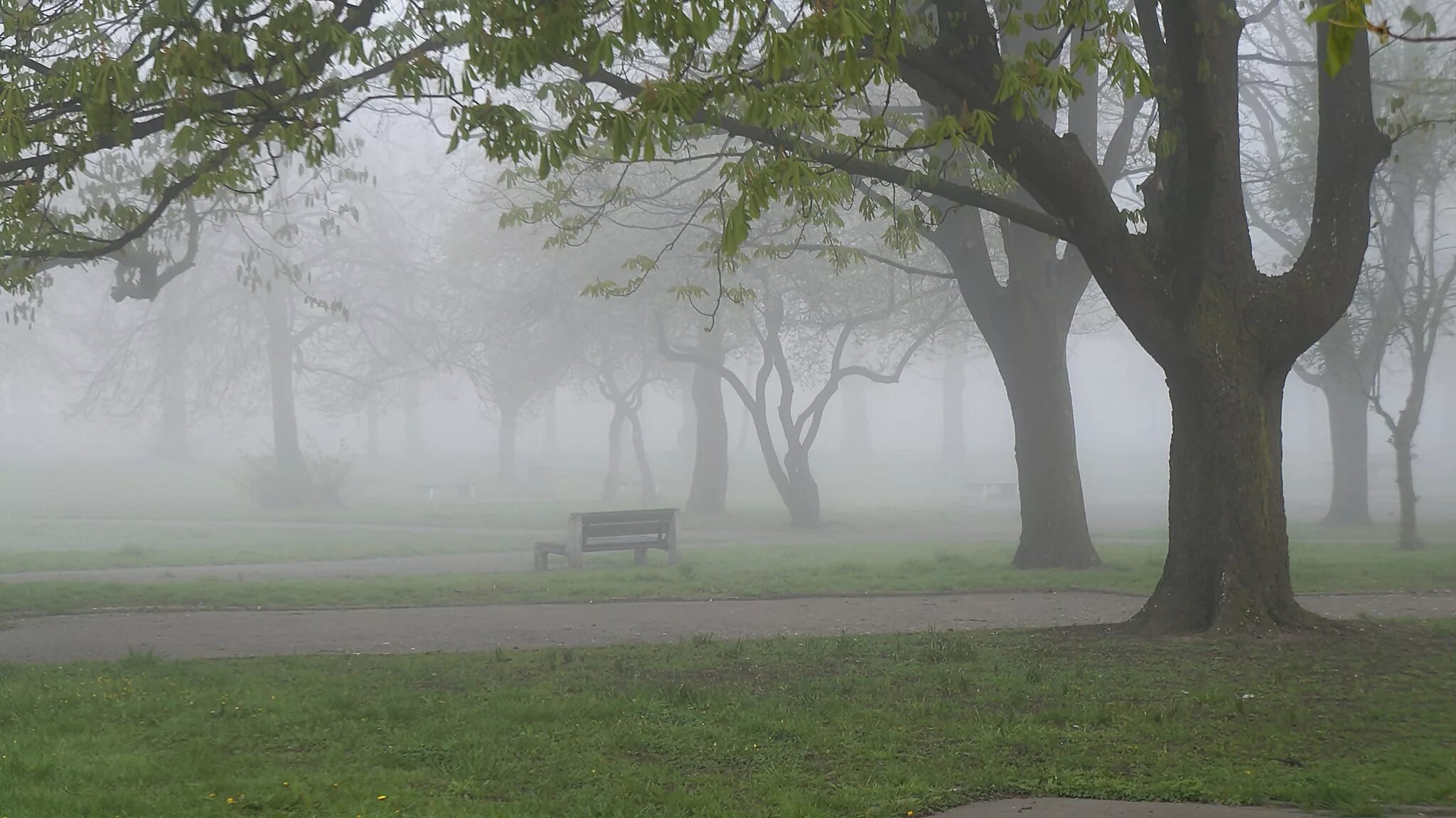 Сад в тумане. Туманный парк. Туманное утро в саду. Туман в парке. Поутру увидел на улице кучки