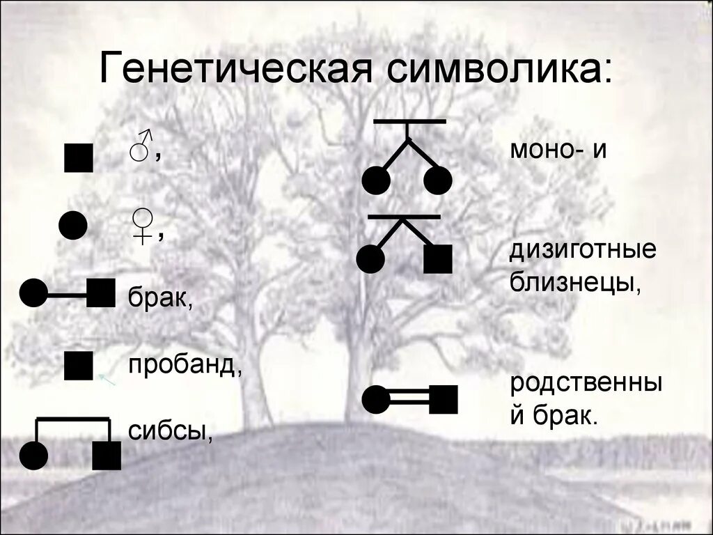 Символы генетики 10 класс. Генетика обозначения. Генетика символы.