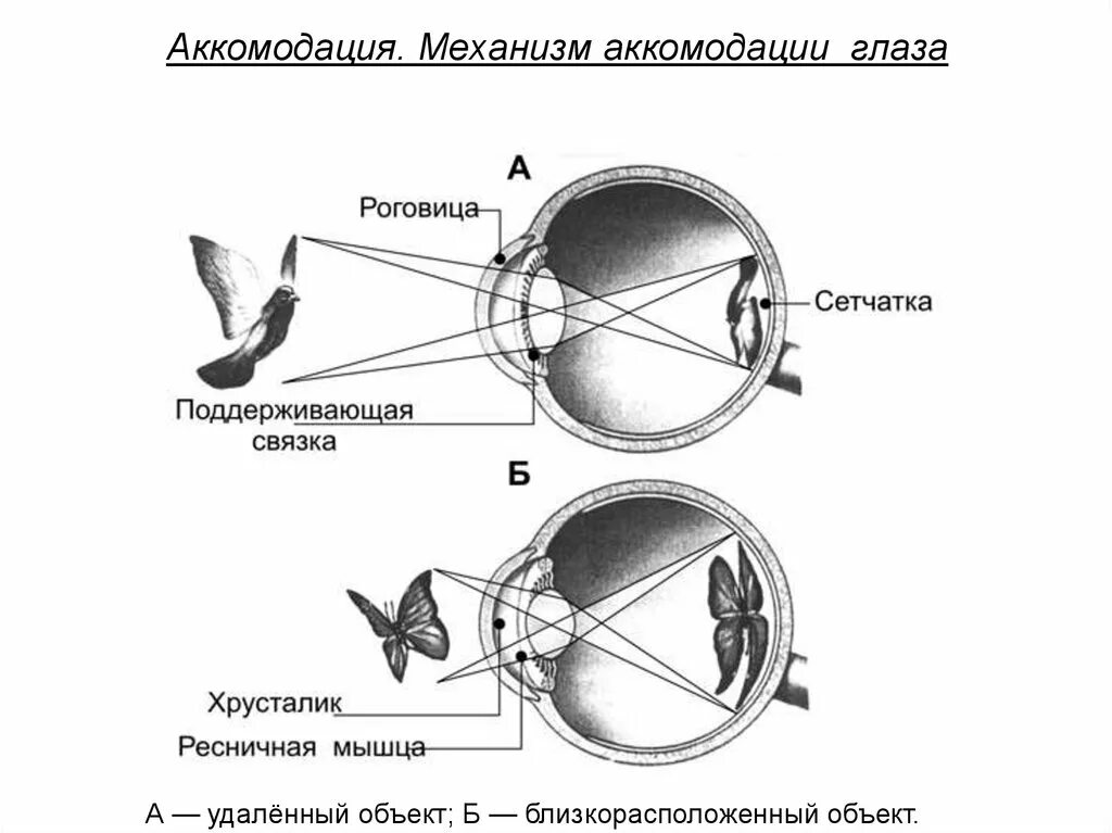 Структура глаза птицы. Аккомодация глаза. Механизмы аккомодации глаза. Аппарат аккомодации глаза схема. Механизм аккомодации глаза схема. Схема аккомодации хрусталика.