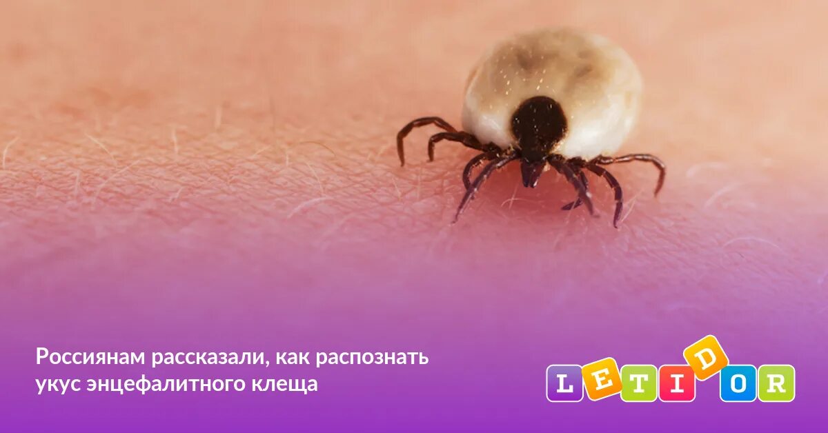 Как распознать энцефалитного клеща. Укус энцефалитного клеща. как выглядит укус энцефалитного клеща.